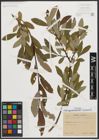 Foto von Salix appendiculata Vill. x Salix purpurea L.